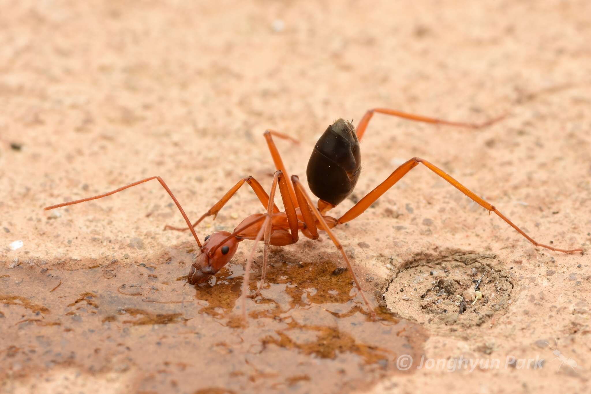 Imagem de Leptomyrmex nigriventris (Guerin-Meneville 1831)