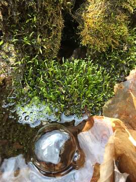 Image of river feather-moss