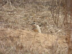 Image of Indian Desert Gerbil