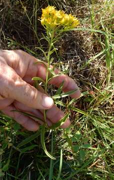 Image of Solidago nitida Torr. & A. Gray