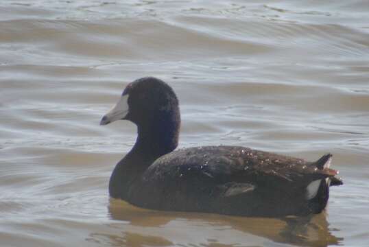 Image of North American Coot