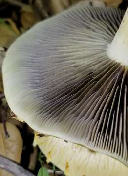 Image of Leratiomyces riparius (A. H. Sm.) Redhead 2014