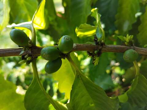 Image of Arabian coffee