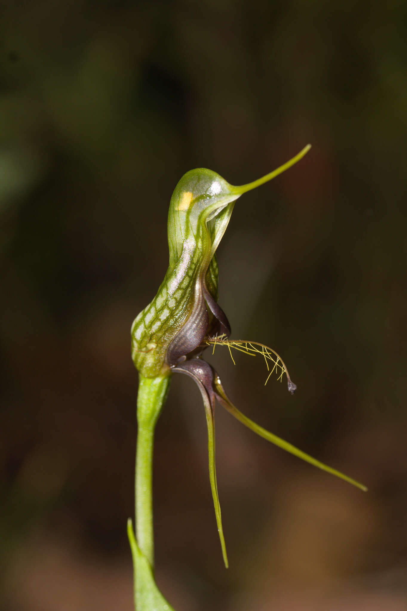 Image of Bird orchid