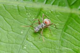 Image of Polyrhachis bicolor Smith 1858