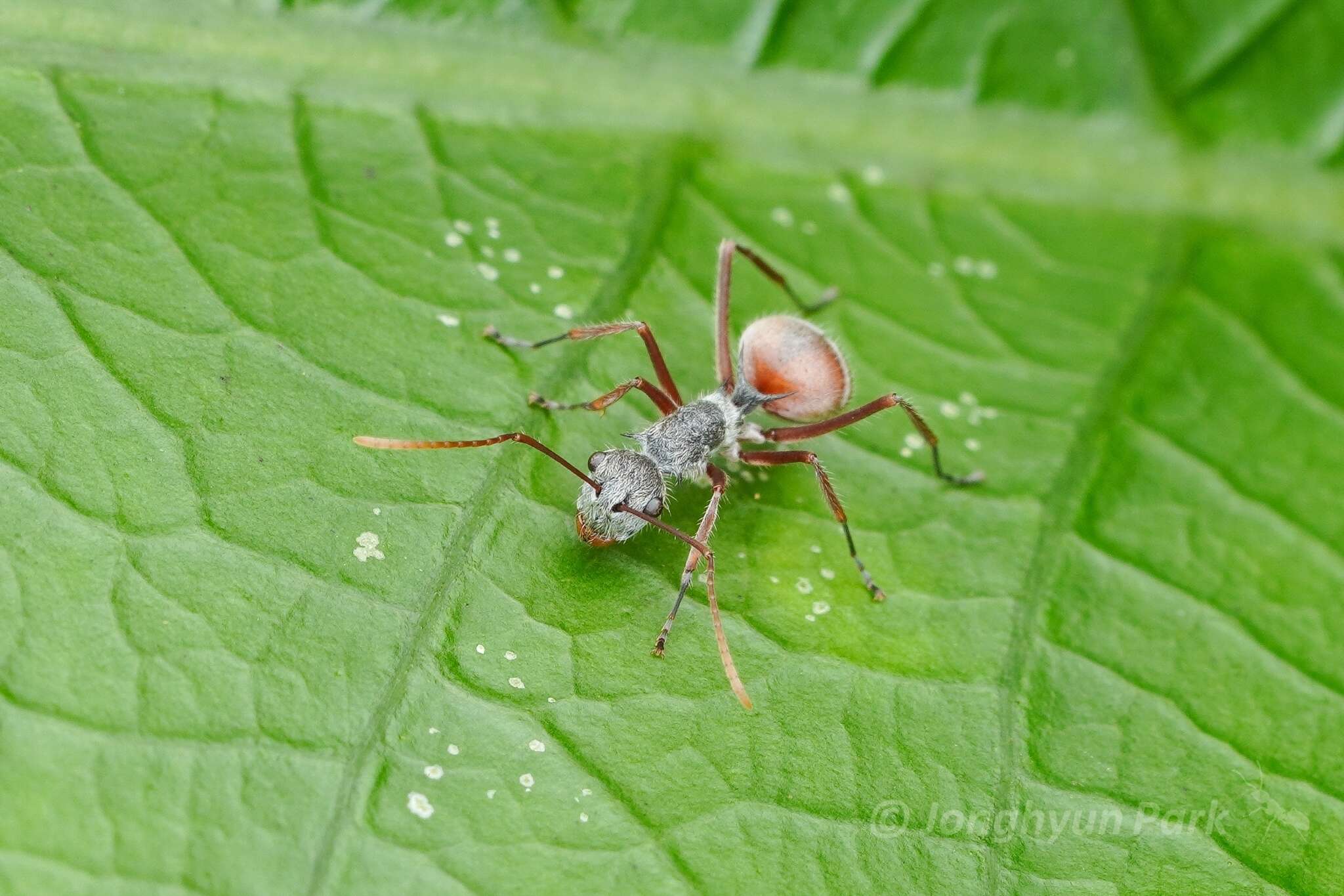 Image of Polyrhachis bicolor Smith 1858