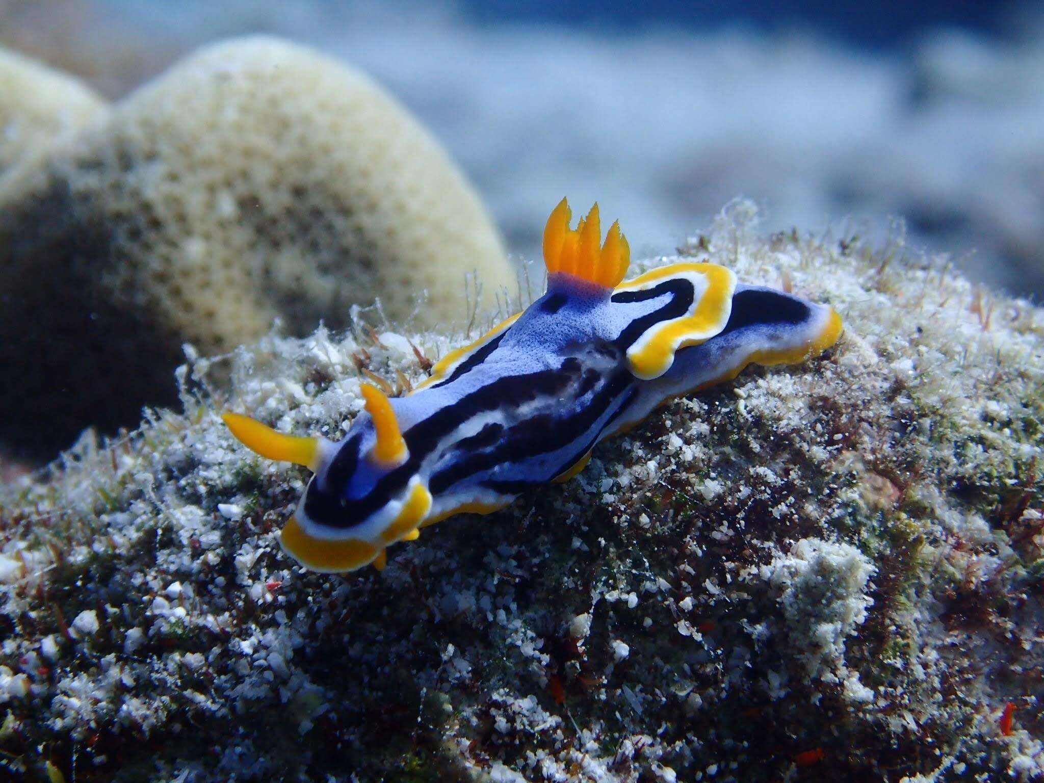 Image of Chromodoris annae Bergh 1877