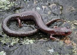 Image of Plethodon hoffmani Highton 1972