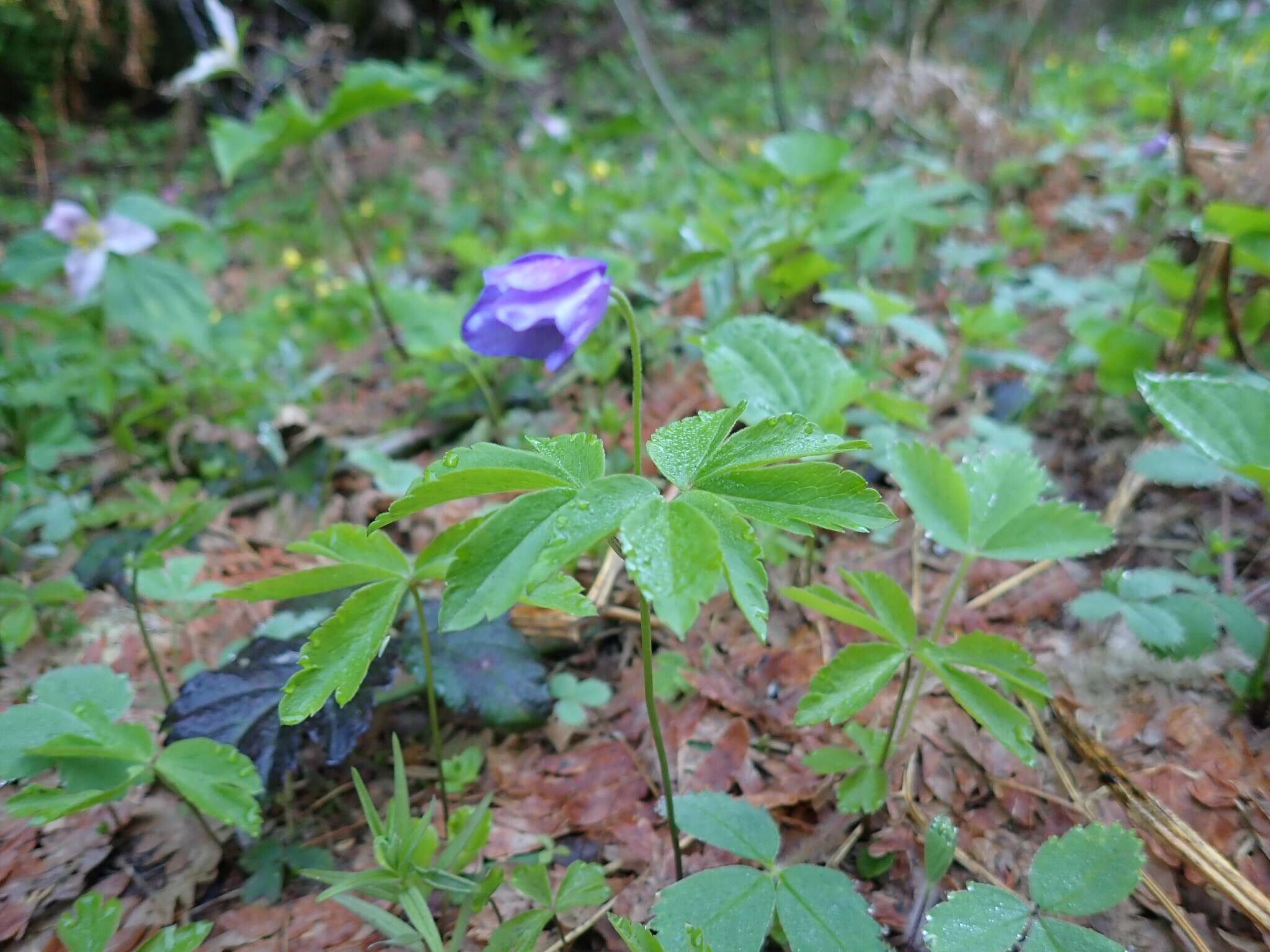 Image of Blue Windflower