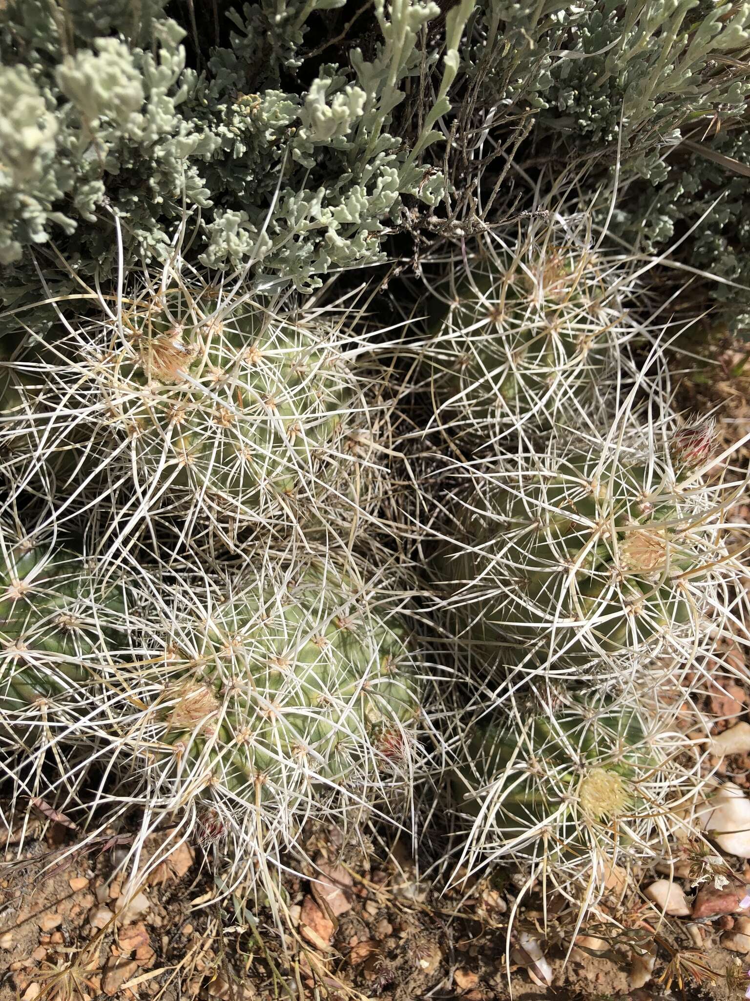 Image of Echinocereus engelmannii subsp. magnursensis