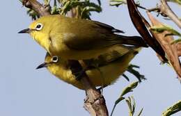 Image of Pale White-eye