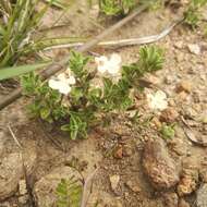 Imagem de Salvia axillaris Moc. & Sessé ex Benth.