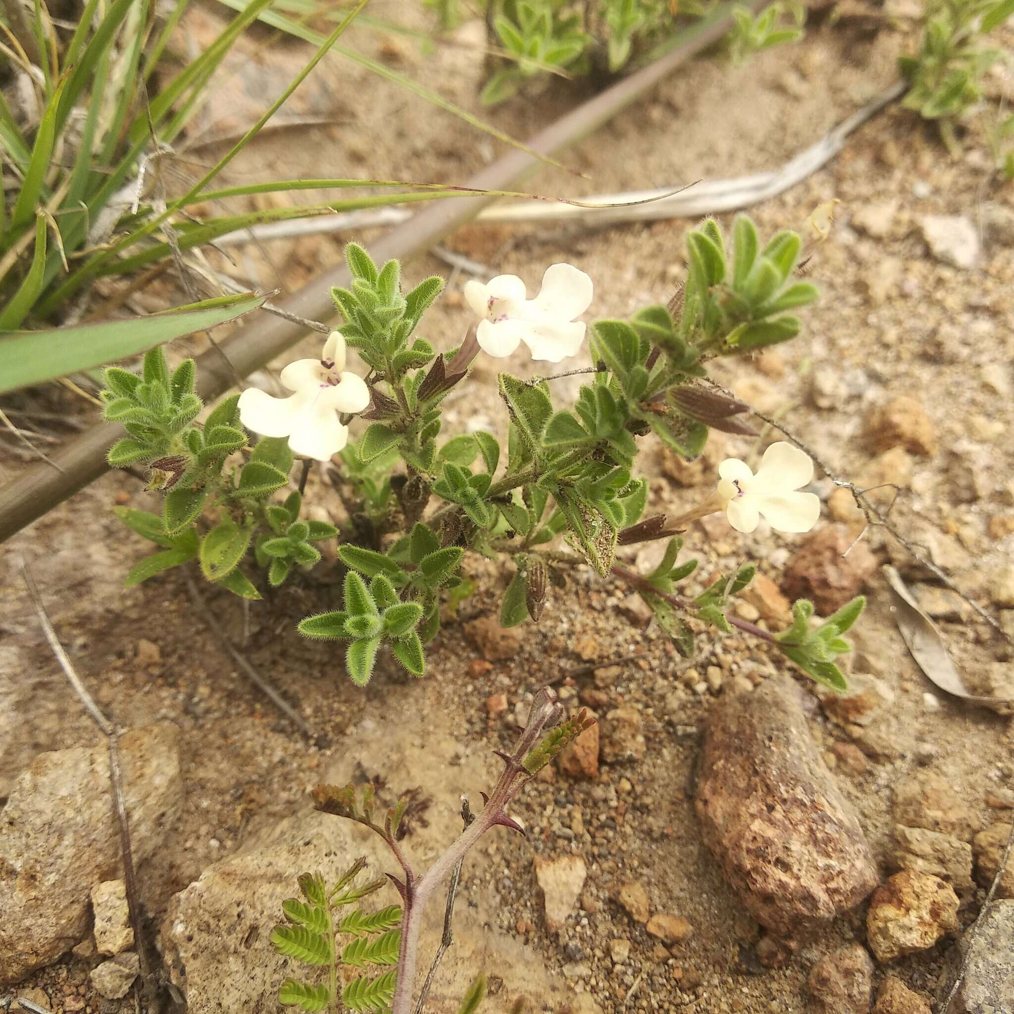 Imagem de Salvia axillaris Moc. & Sessé ex Benth.