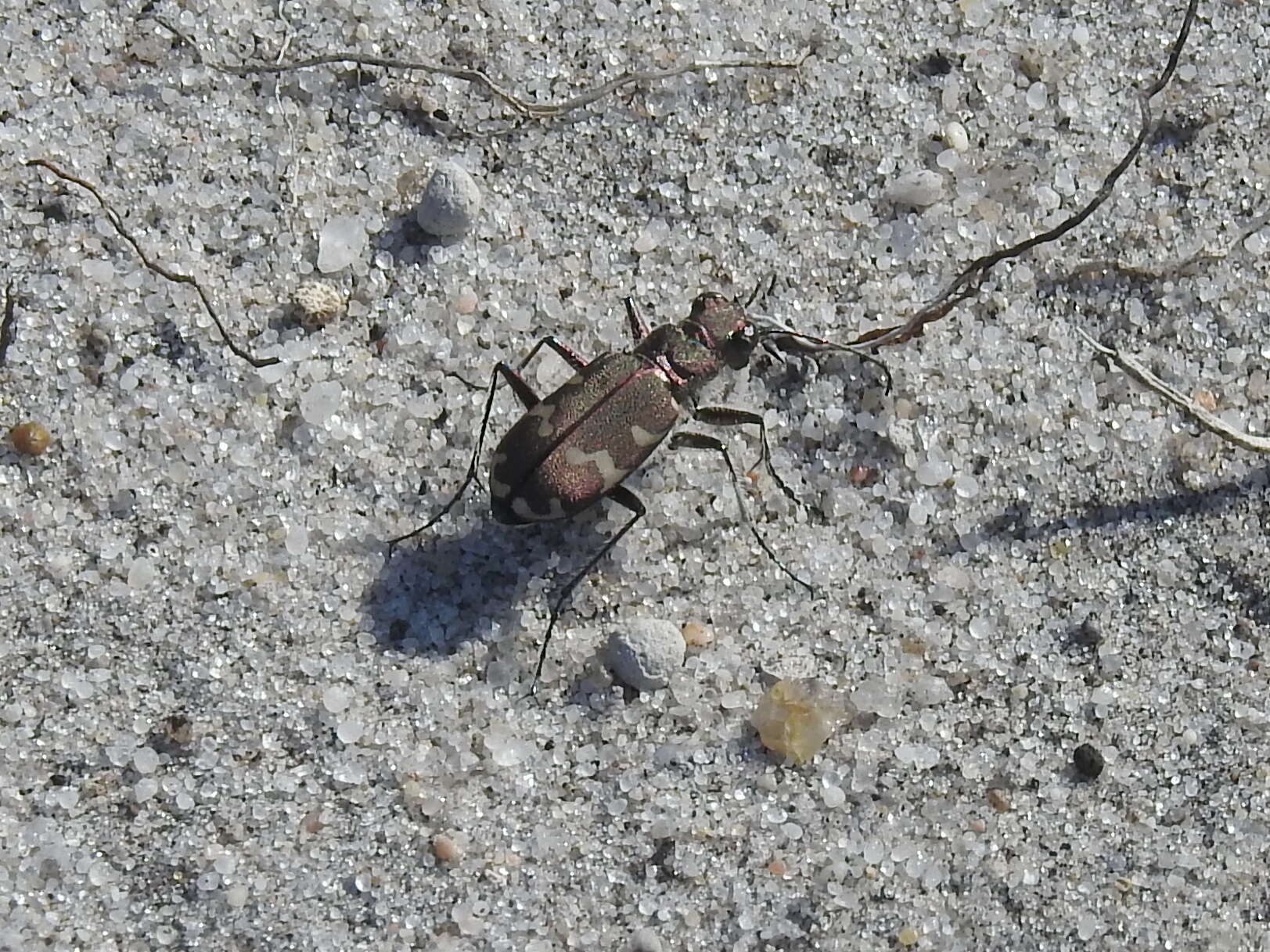 Image of Northern dune tiger beetle