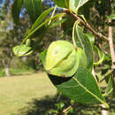 Terminalia australis Cambess.的圖片