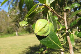 Image of Terminalia australis Cambess.