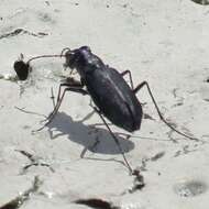 Image of Cicindela (Cicindelidia) nigrocoerulea Le Conte 1846