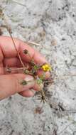 Image of Osteospermum monstrosum (Burm. fil.) J. C. Manning & Goldblatt