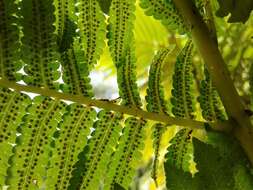 Cyathea atrovirens (Langsd. & Fisch.) Domin resmi