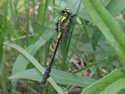 Image of Club-tailed Dragonfly