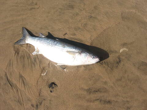 Image of Grey Mullet