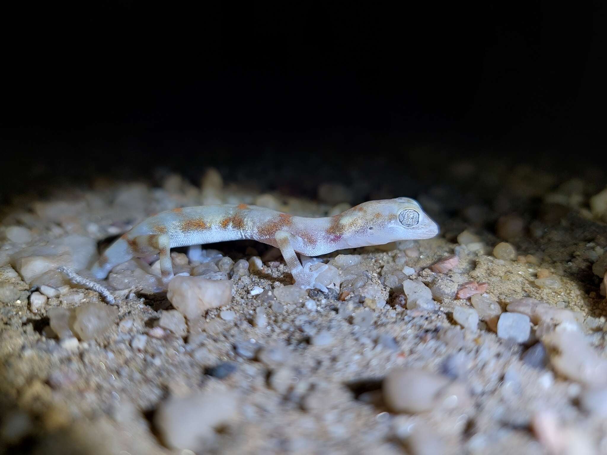 Image of CapeCross Thick-toed Gecko