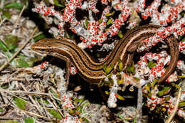 Image of Oligosoma toka Chapple, Bell, Chapple, Miller, Daugherty & Patterson 2011