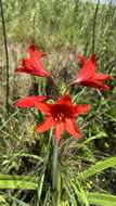 Image of Hippeastrum santacatarina (Traub) Dutilh