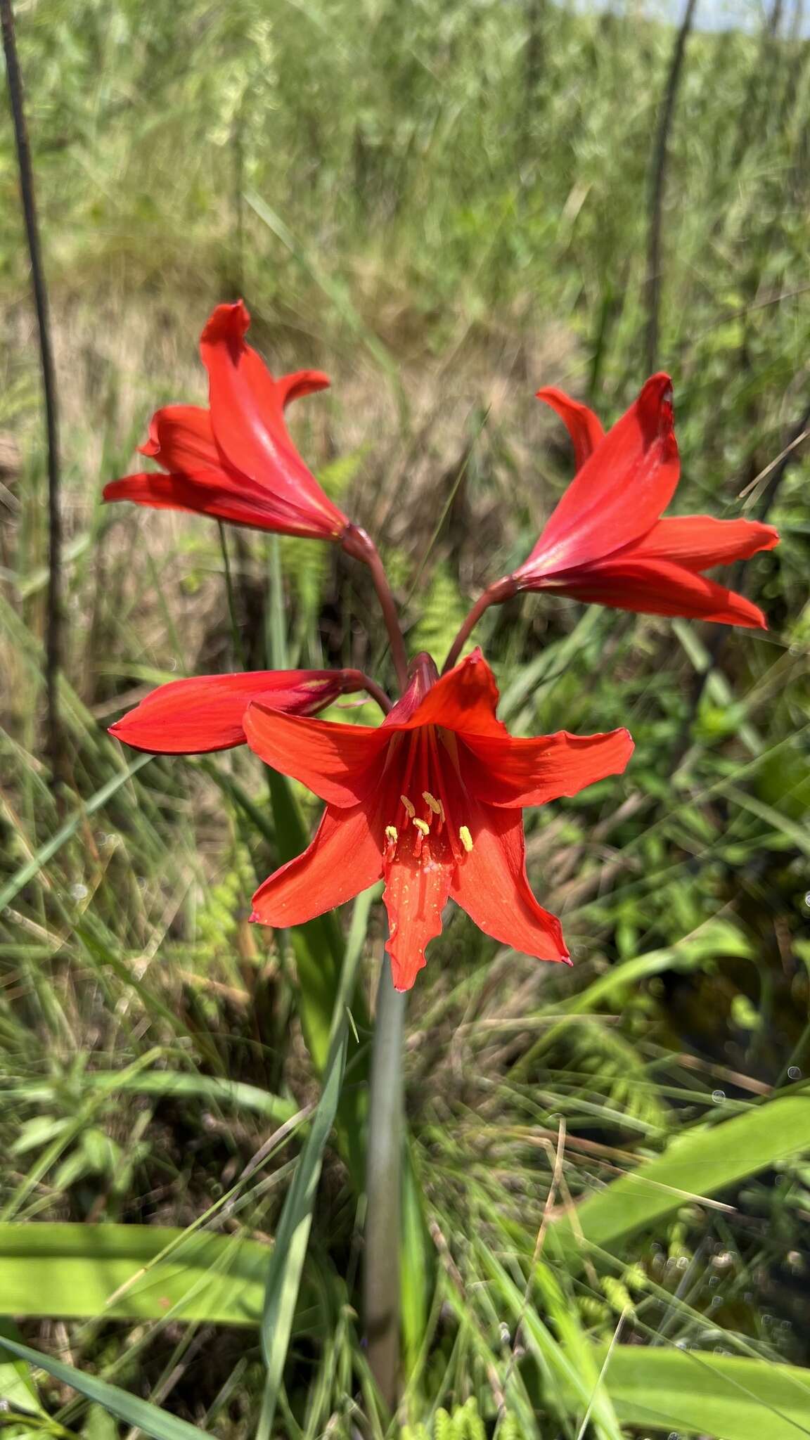 Image of Hippeastrum santacatarina (Traub) Dutilh