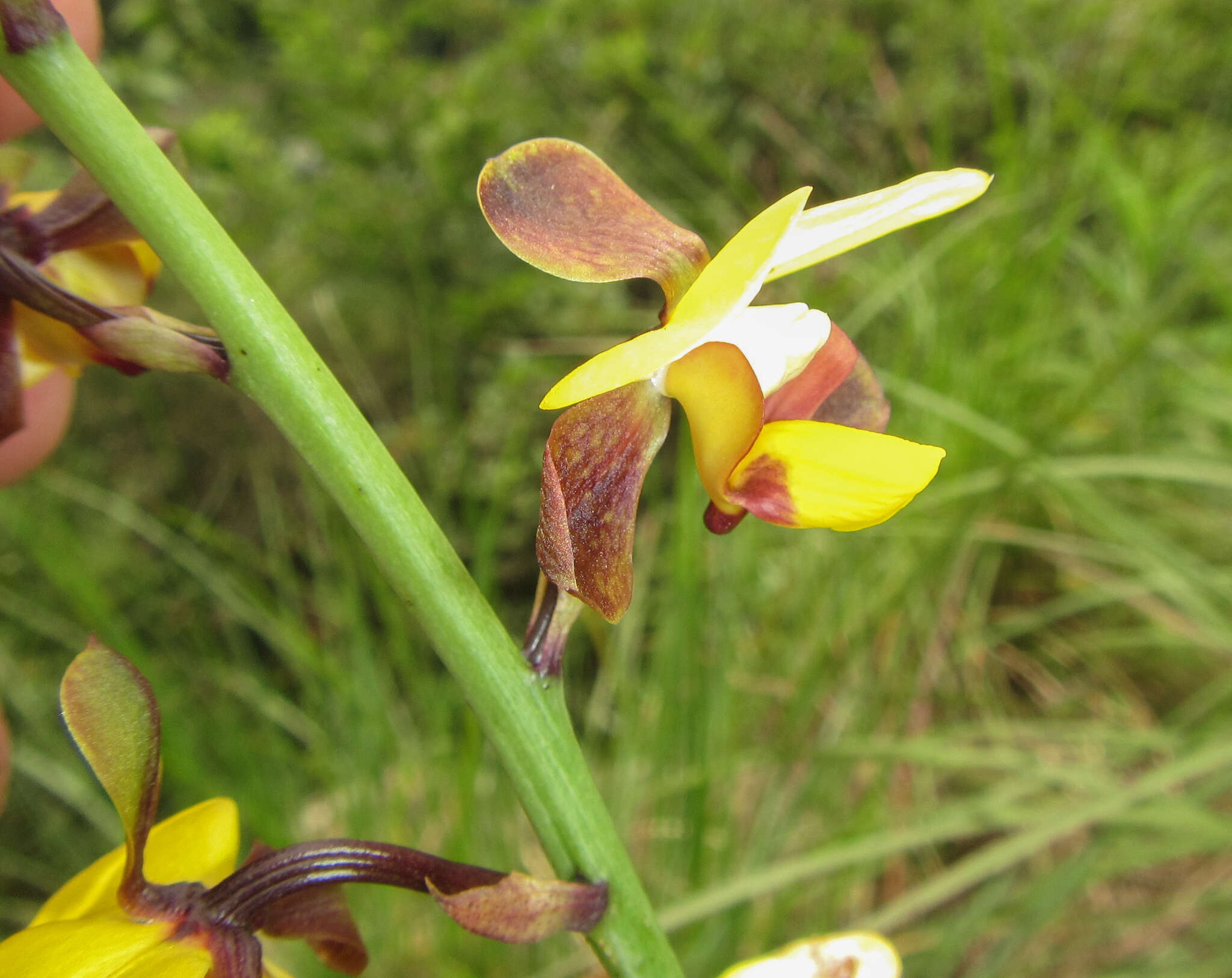 Plancia ëd Eulophia streptopetala Lindl.