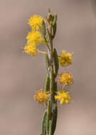 Image of Acacia lineata A. Cunn. ex G. Don