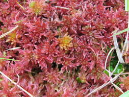 Image of red bog-moss