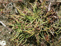 Image of Small-Flower Halfchaff Sedge