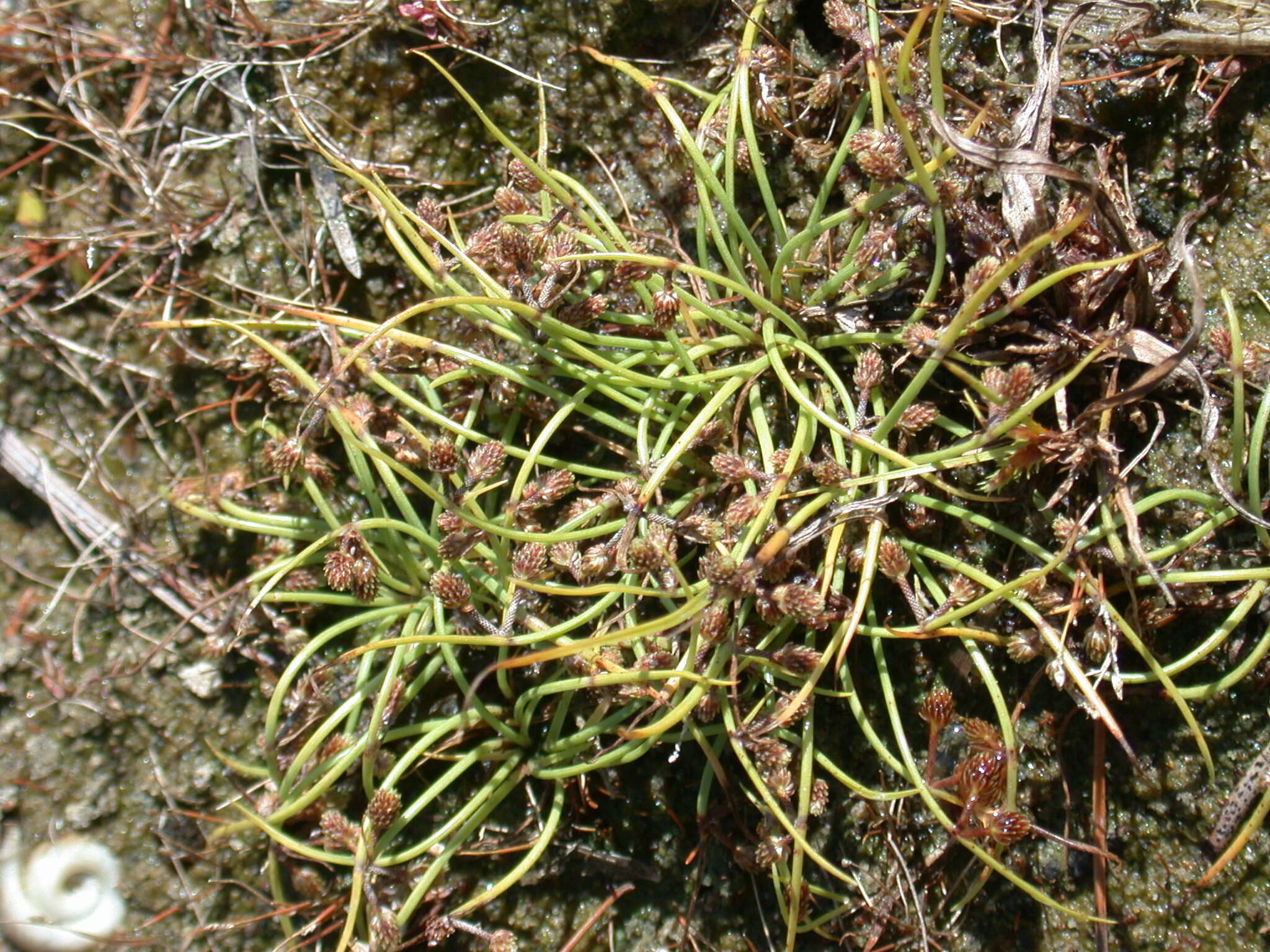 Image of Small-Flower Halfchaff Sedge