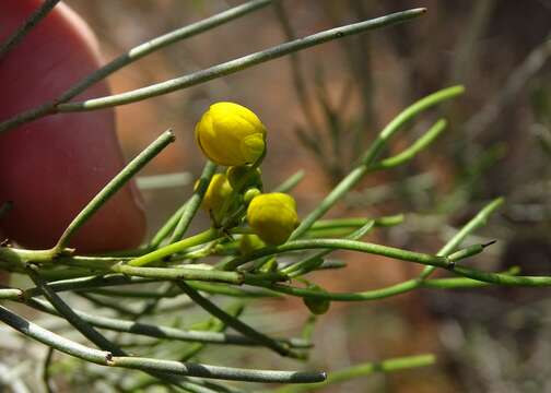 Plancia ëd Senna artemisioides subsp. filifolia