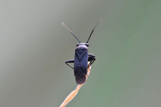 Image of Pachytomella passerinii (A. Costa 1842)