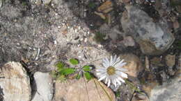 Image de Gerbera tomentosa DC.