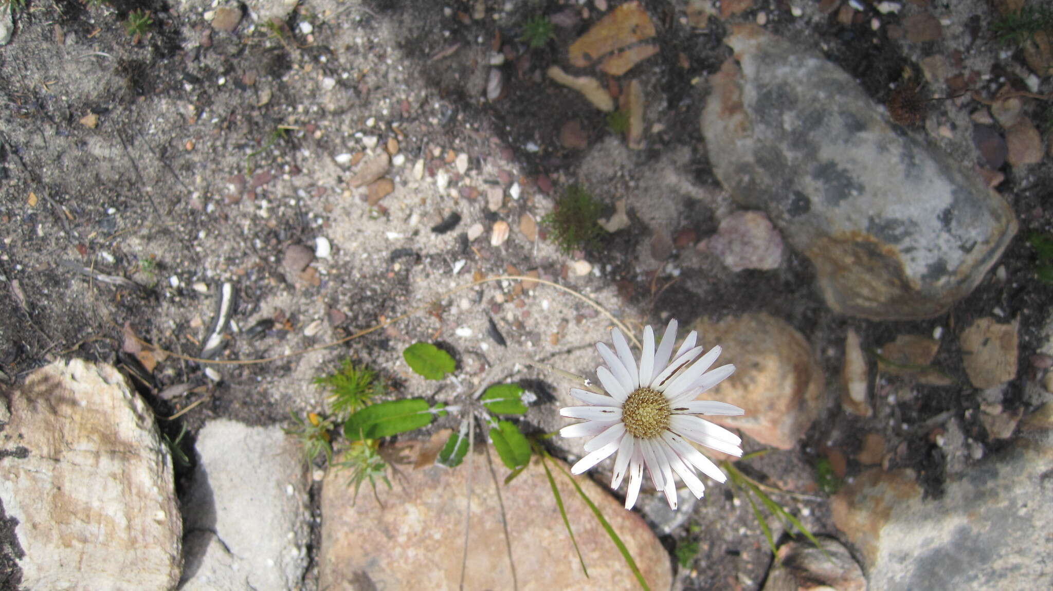 Image de Gerbera tomentosa DC.