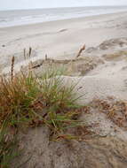 Image of Richardson's fescue