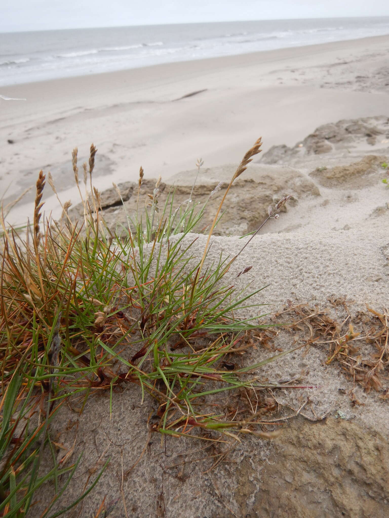 Image of Richardson's fescue