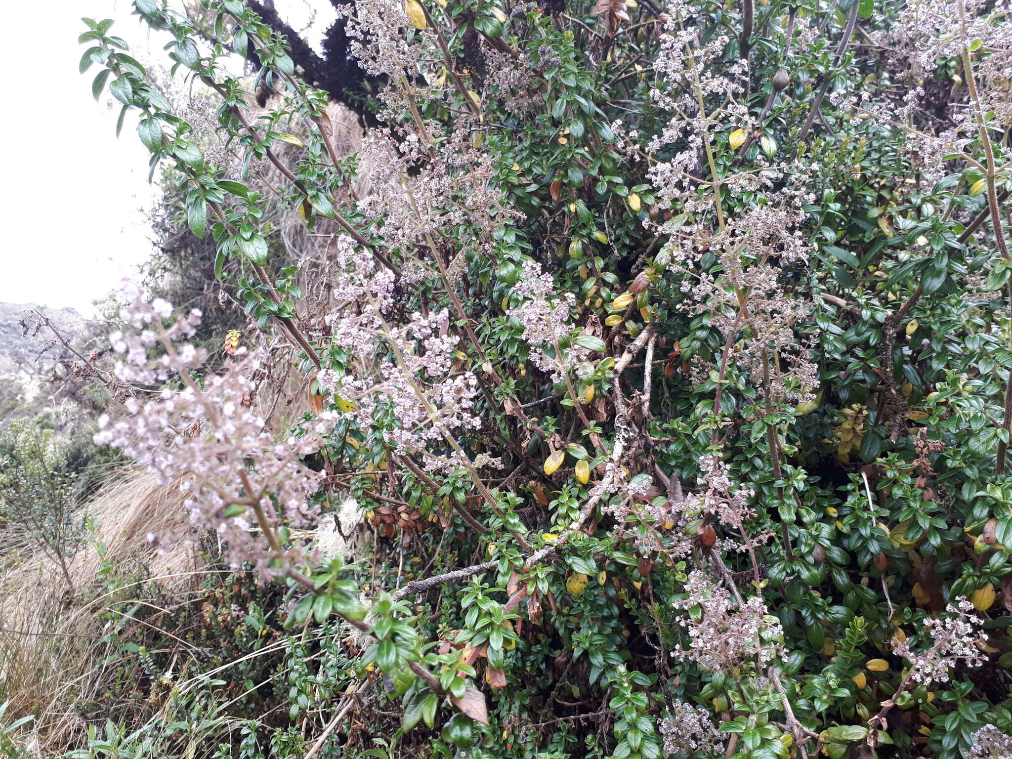 Image de Valeriana microphylla Kunth