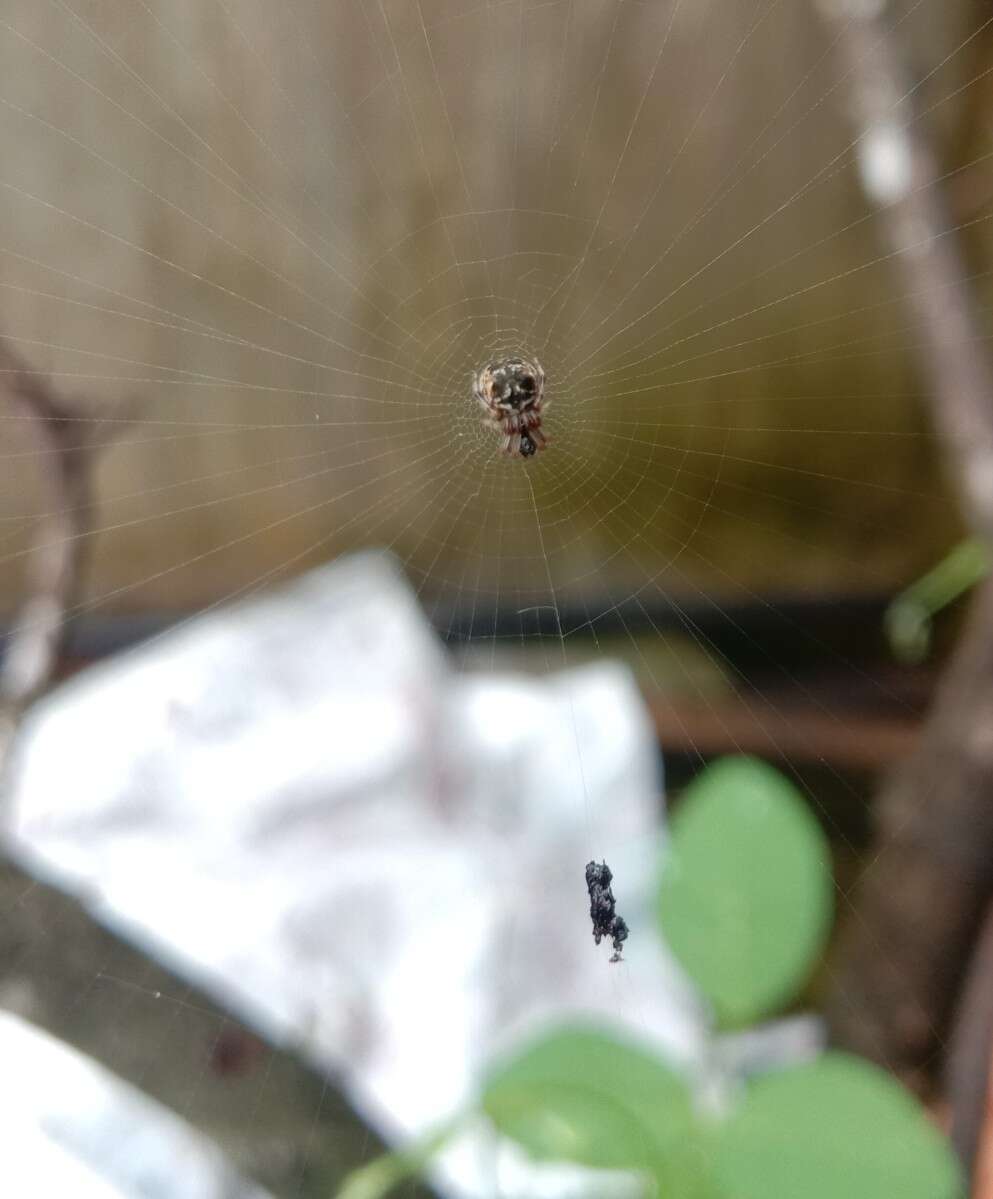 Imagem de Cyclosa mulmeinensis (Thorell 1887)