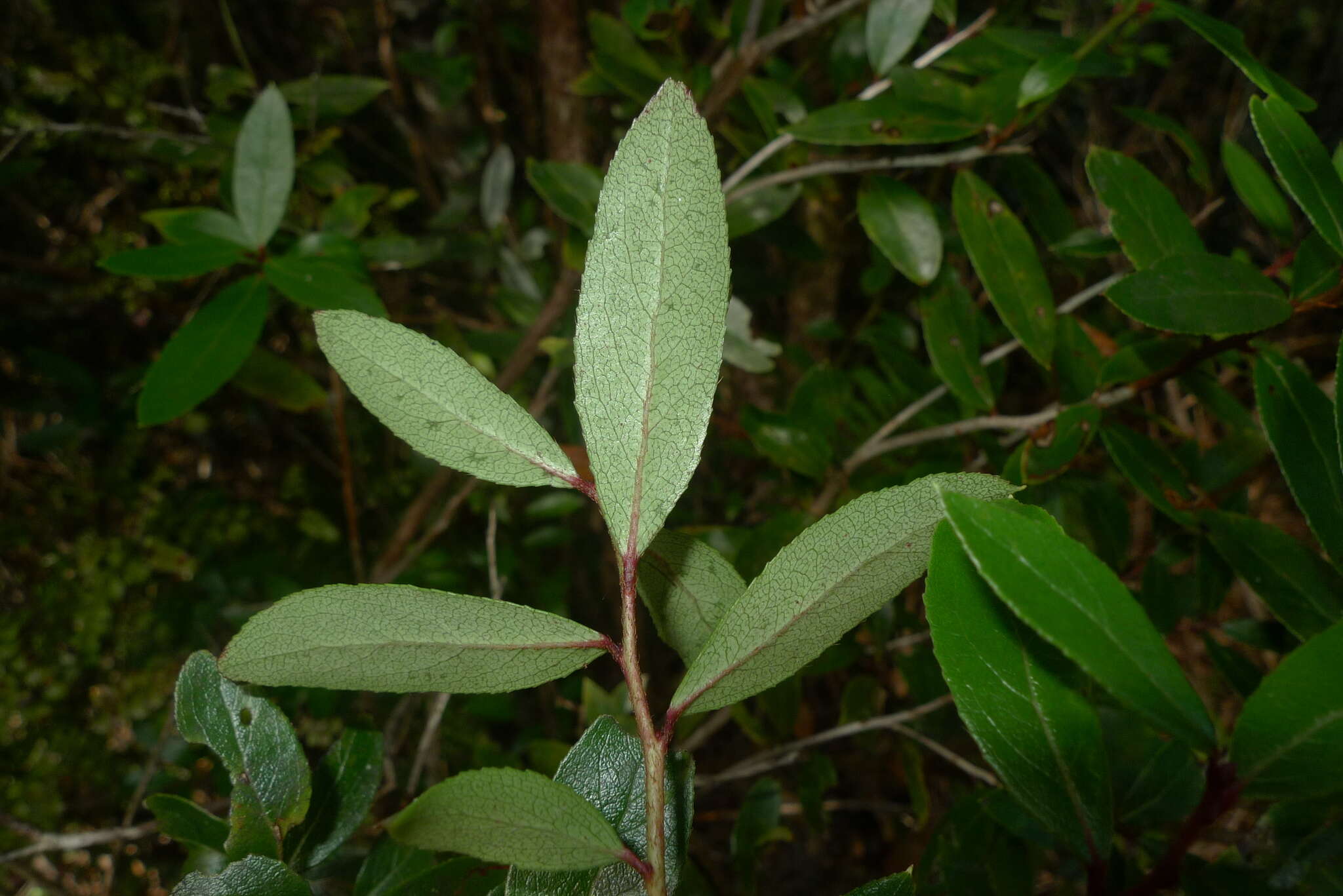 Image of Gaultheria paniculata B, L. Burtt & A. W. Hill