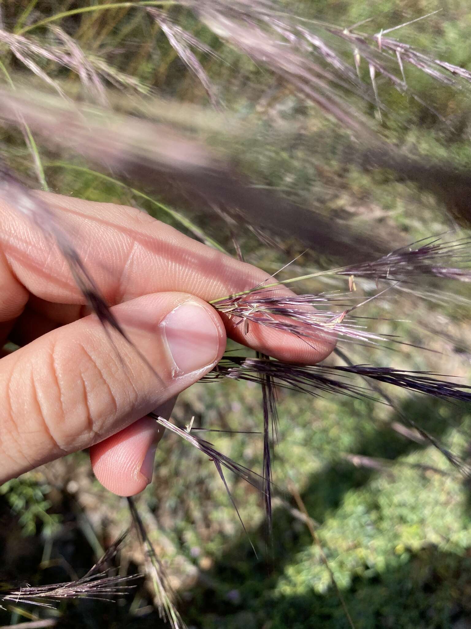 Aristida adscensionis L. resmi