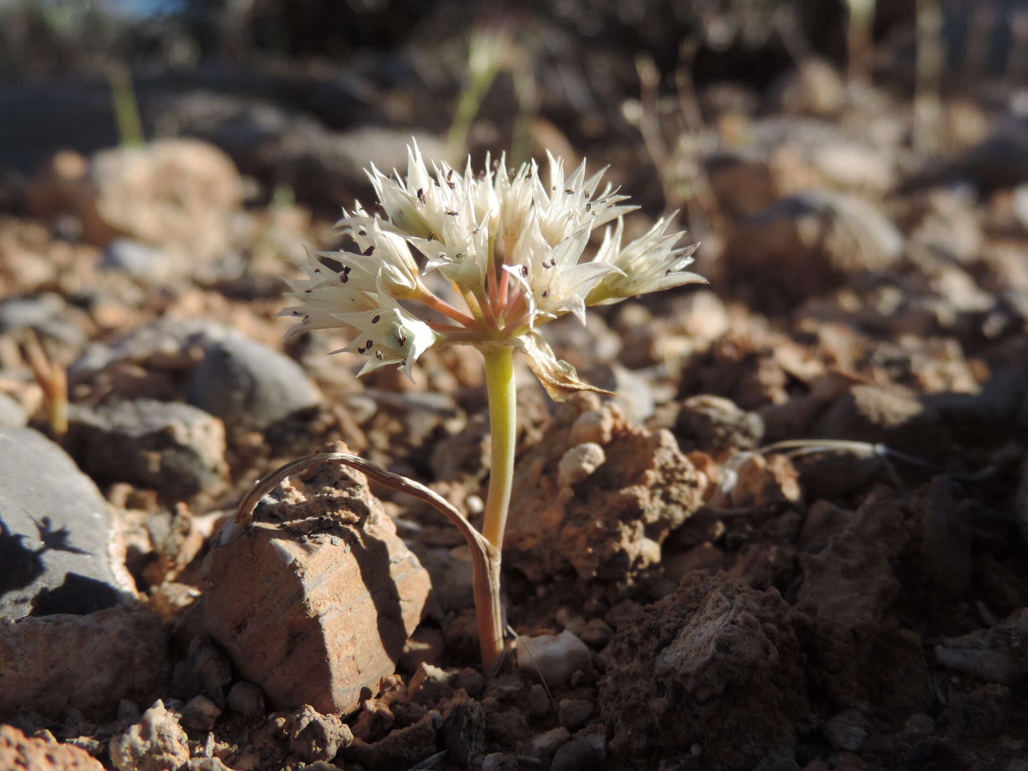 Image of Nevada onion