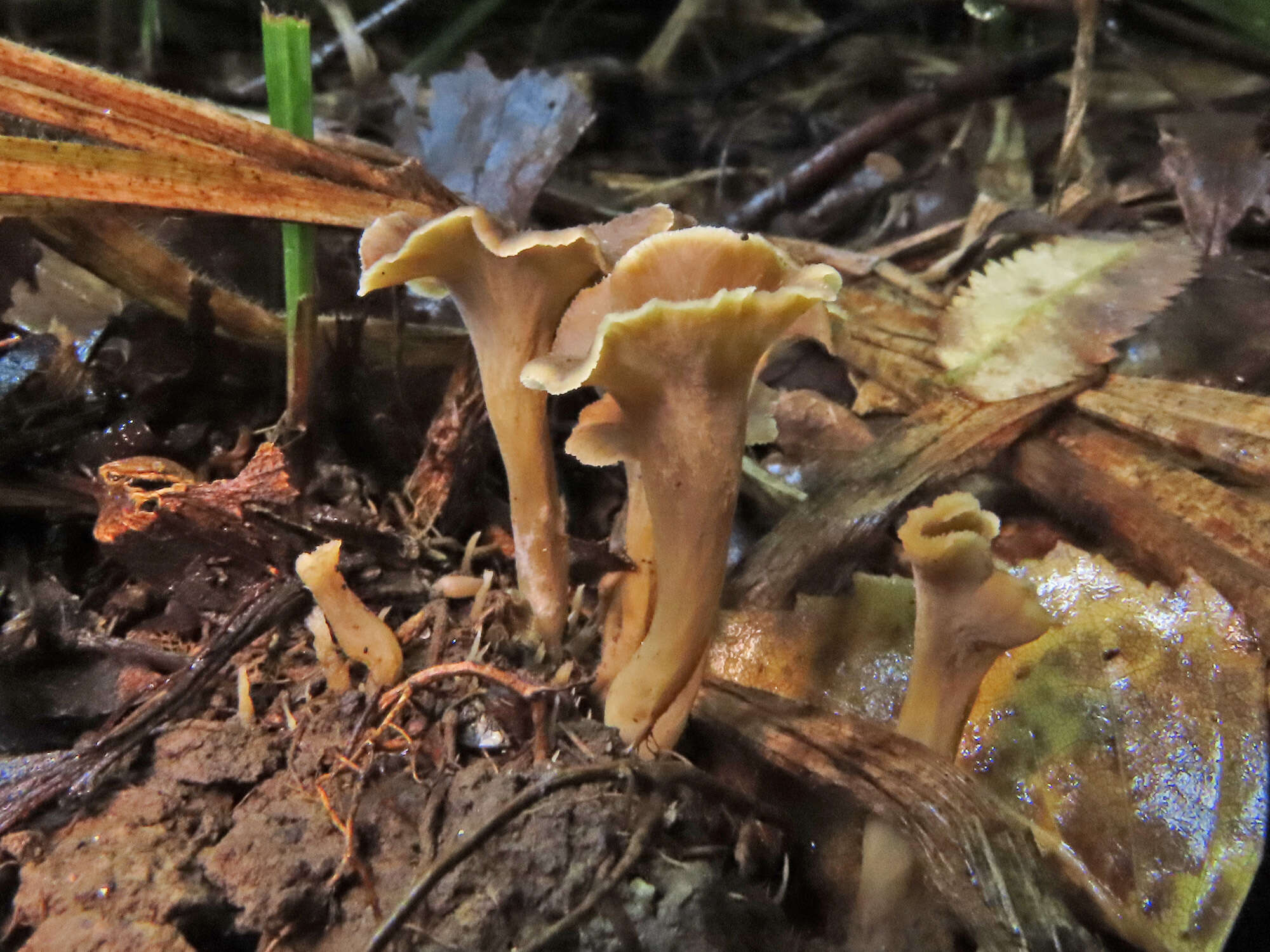 Plancia ëd Craterellus undulatus