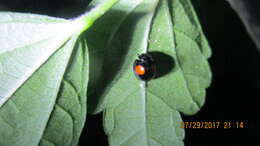 Image of Cactus Lady Beetle