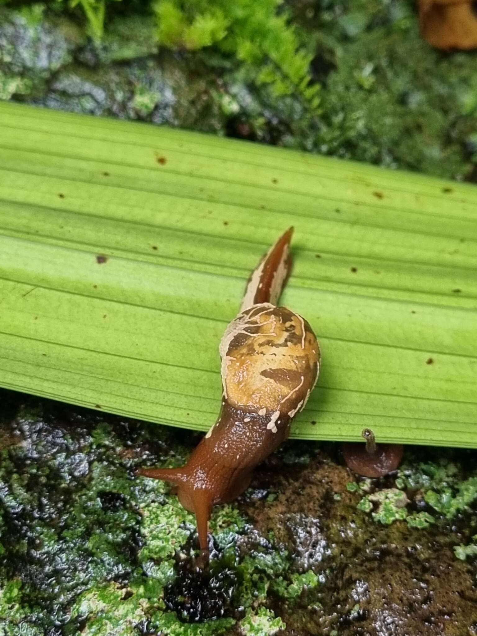 Image of Cucullarion albimaculosus Stanisic 2010