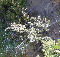 Image of Nematolepis ovatifolia (F. Müll.) Paul G. Wilson