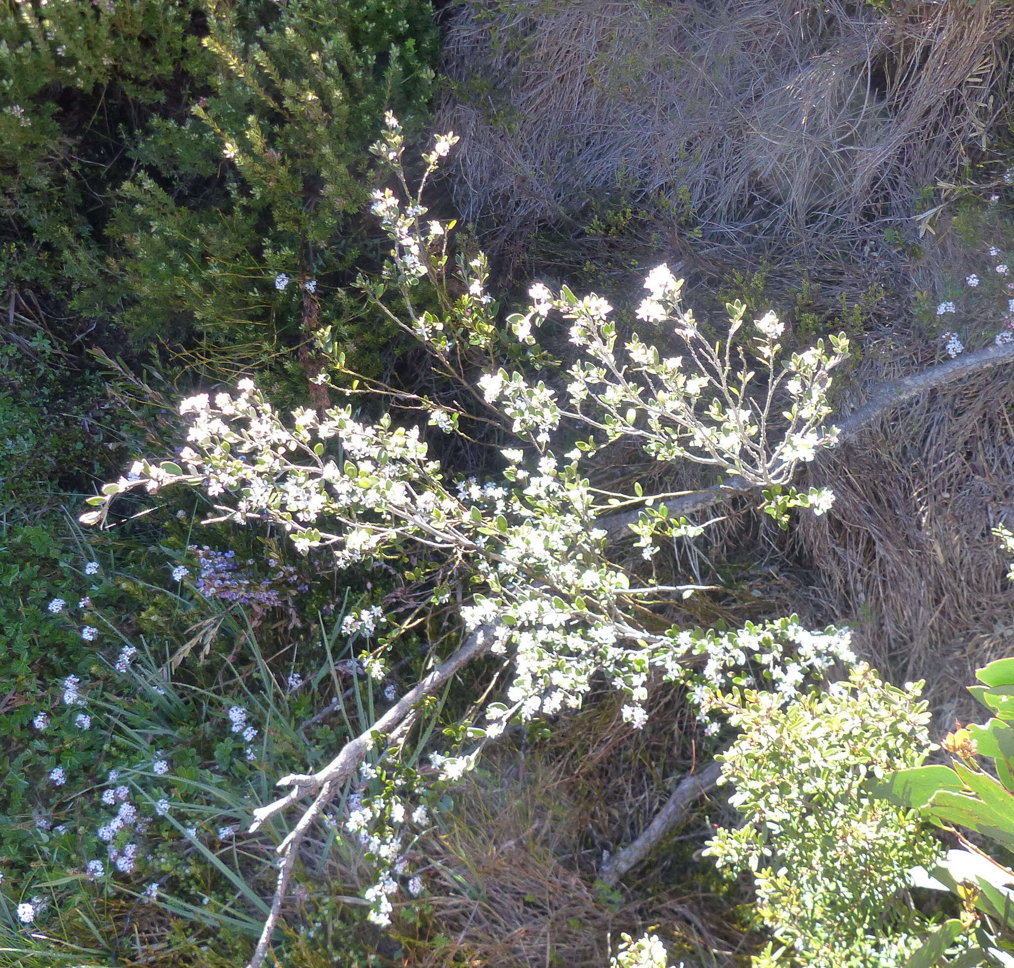 Image of Nematolepis ovatifolia (F. Müll.) Paul G. Wilson